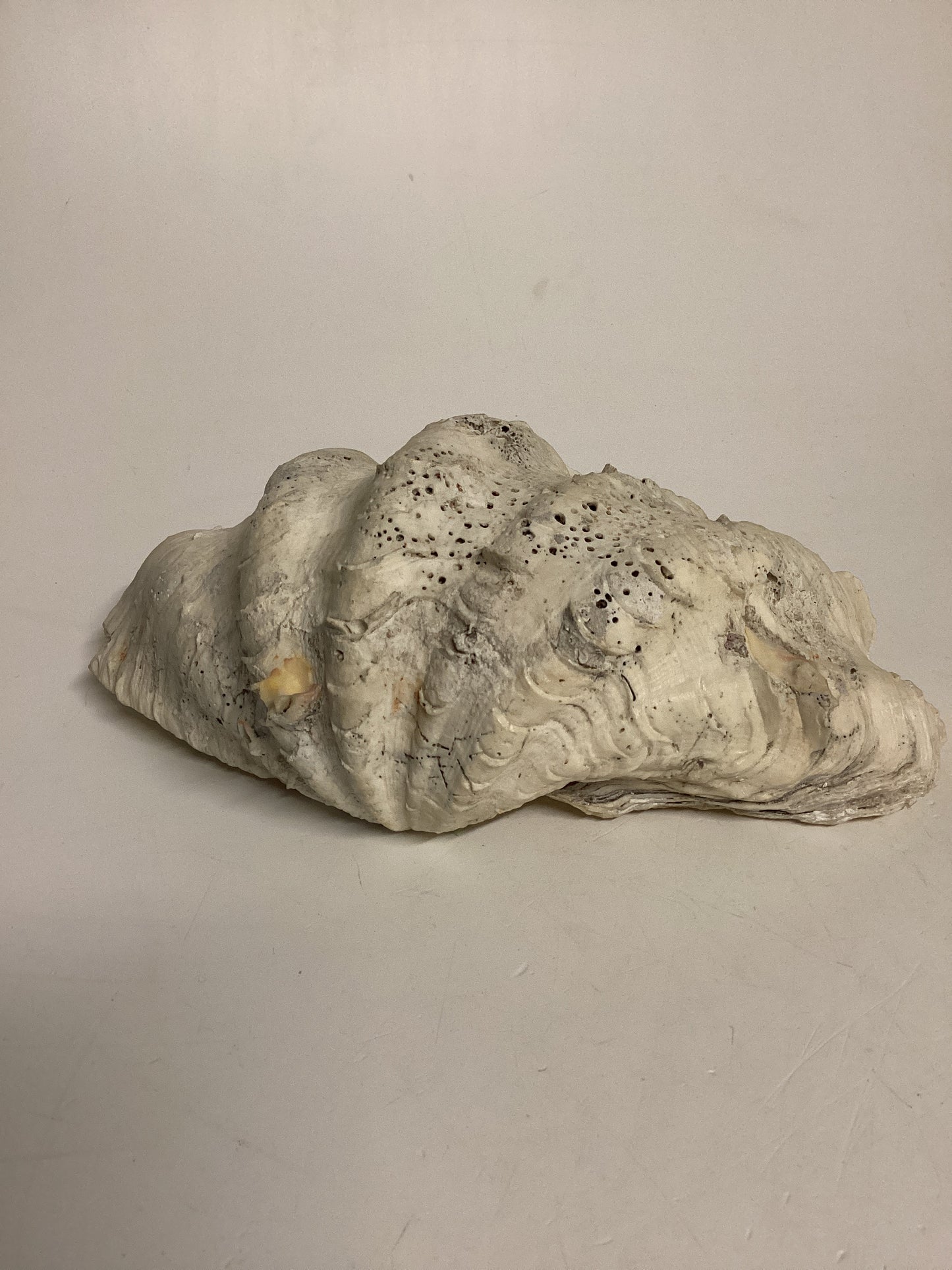 Echte Riesenmuschel