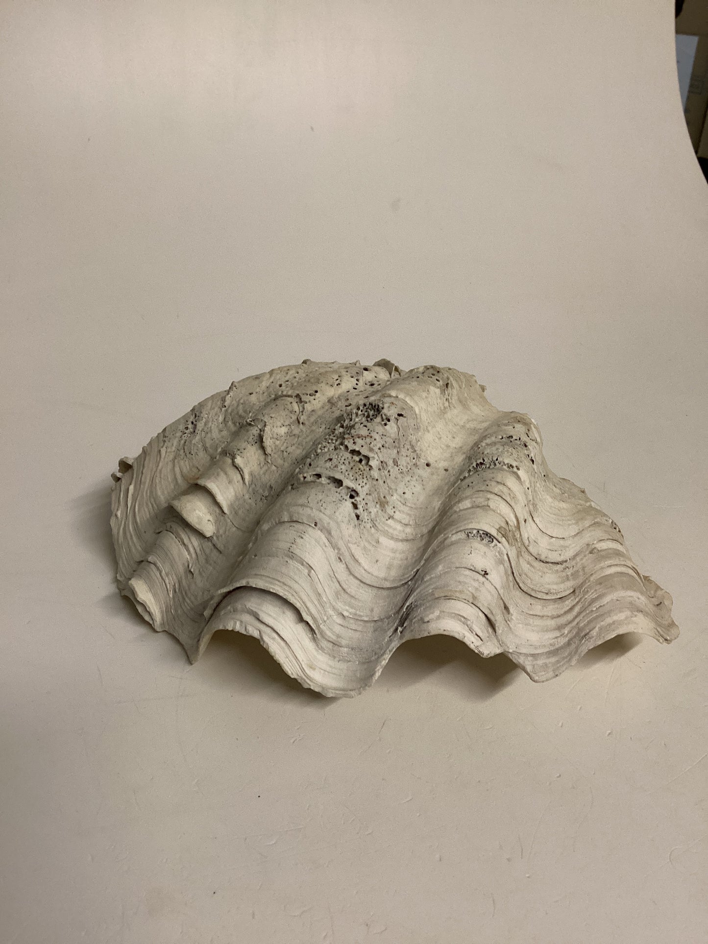 Echte Riesenmuschel